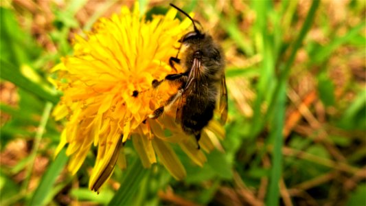 Bee Honey Bee Bumblebee Nectar photo