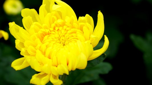 Flower Yellow Daisy Family Chrysanths photo