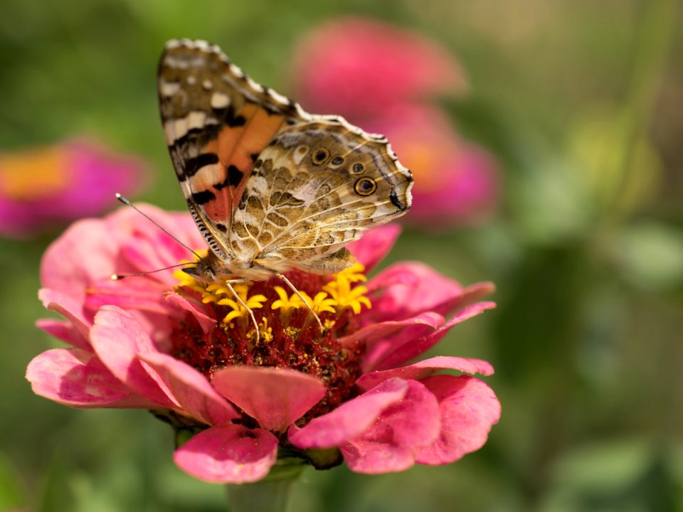 Butterfly Insect Flower Moths And Butterflies
