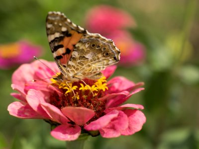 Butterfly Insect Flower Moths And Butterflies