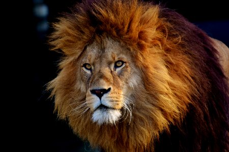 Hair Wildlife Lion Mammal
