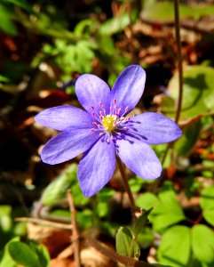 Flower Plant Flora Spring photo