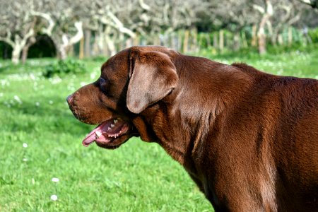 Dog Dog Breed Dog Like Mammal Grass photo