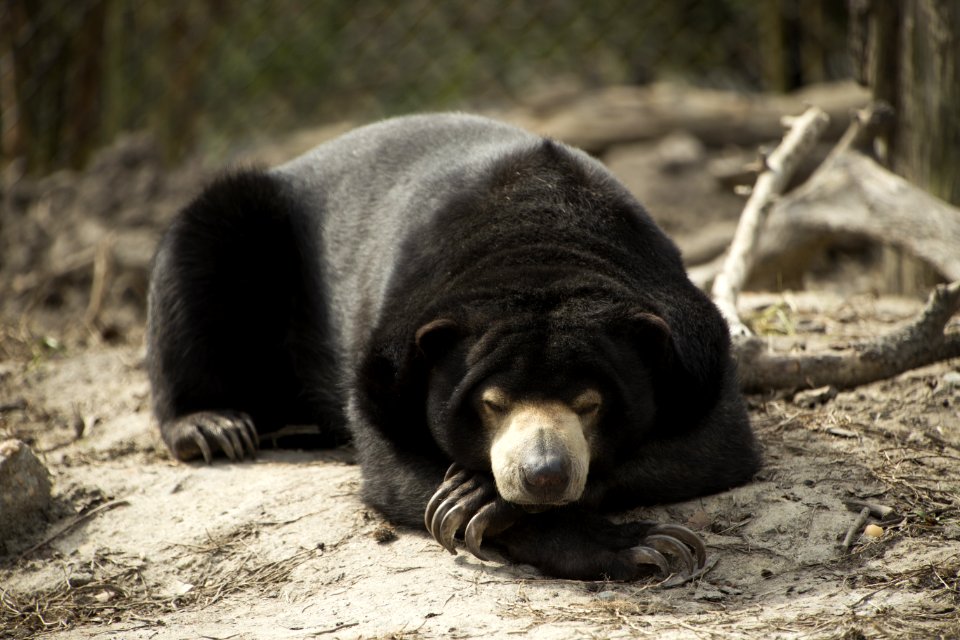 American Black Bear Bear Terrestrial Animal Snout