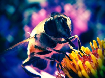 Insect Bee Honey Bee Macro Photography photo
