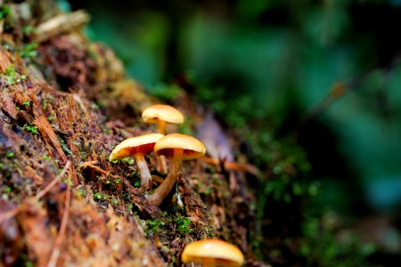 Fungus Vegetation Ecosystem Mushroom photo