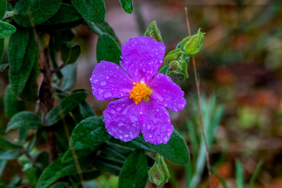 Flower Flora Plant Wildflower