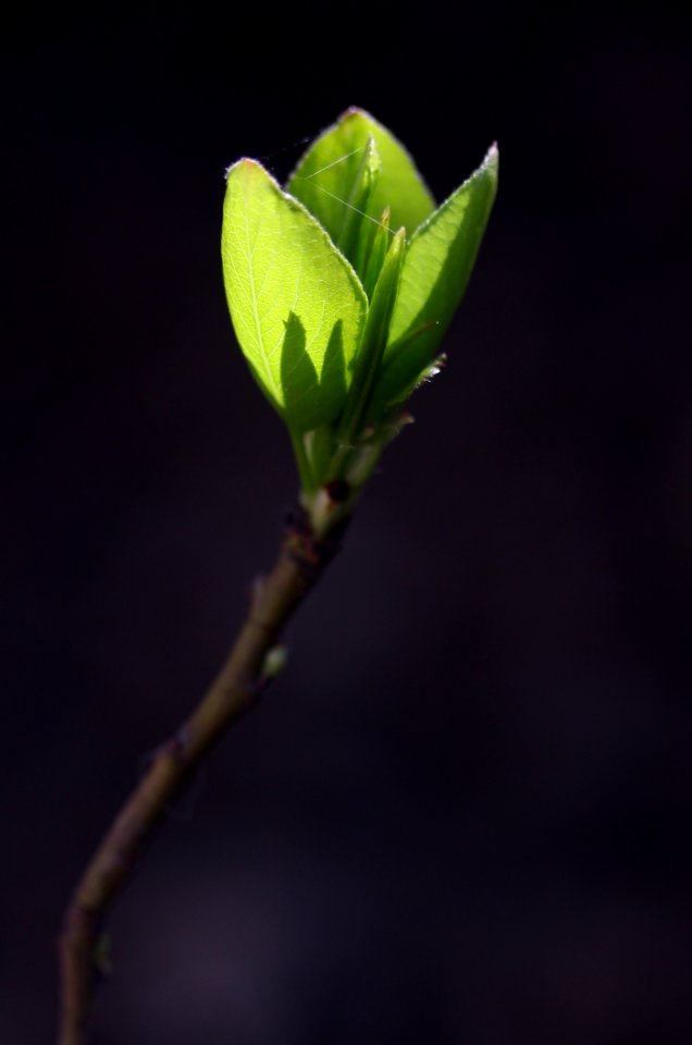 Plant Bud Leaf Branch