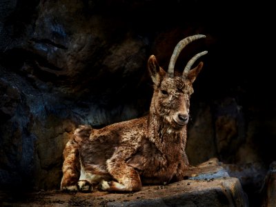 Fauna Goats Wildlife Horn