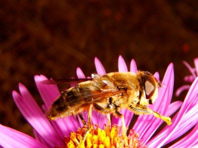 Honey Bee Bee Insect Nectar