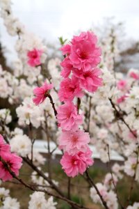 Pink Blossom Flower Cherry Blossom