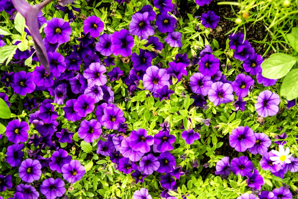 Flower Plant Purple Flora photo