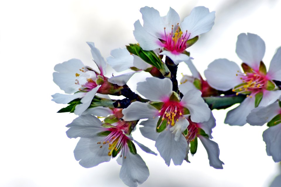 Flower Blossom Spring Cherry Blossom