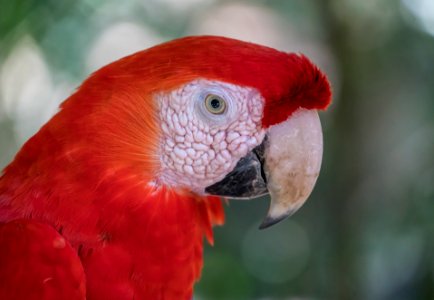 Beak Red Bird Macaw photo