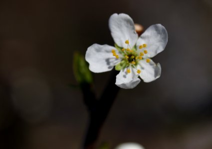 Blossom Flower Spring Branch