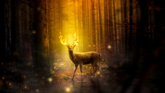 Nature Wildlife Light Fauna