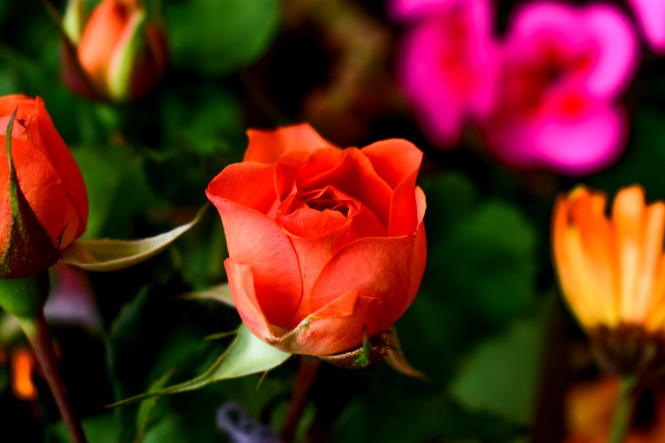 Flower Rose Rose Family Garden Roses