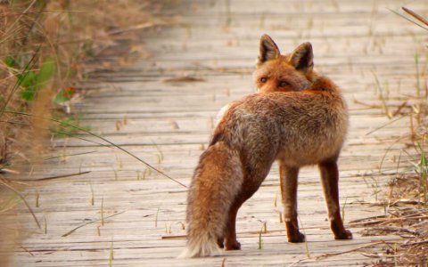 Wildlife Fauna Mammal Fox