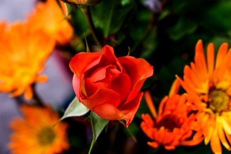Flower Orange Close Up Petal photo