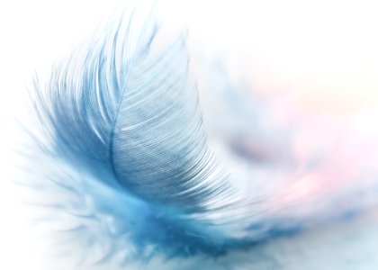 Feather Close Up Macro Photography Sky photo