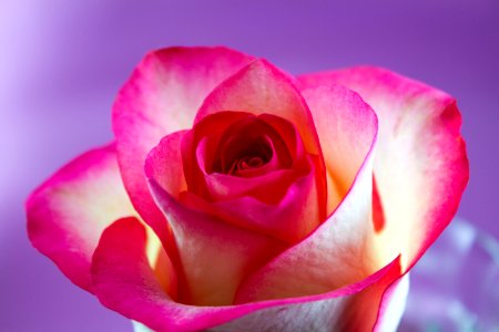 Flower Pink Rose Rose Family