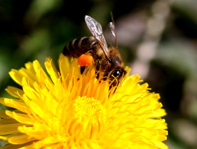 Honey Bee Bee Insect Nectar photo