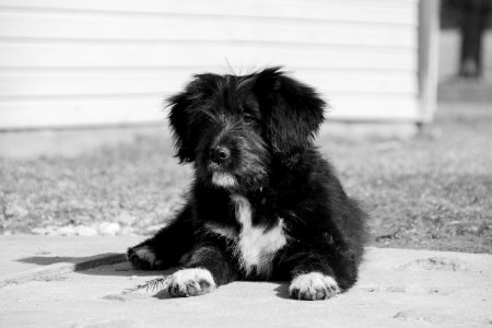 Dog Black Dog Like Mammal Black And White