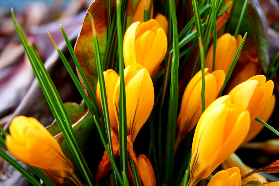 Flower Crocus Yellow Plant