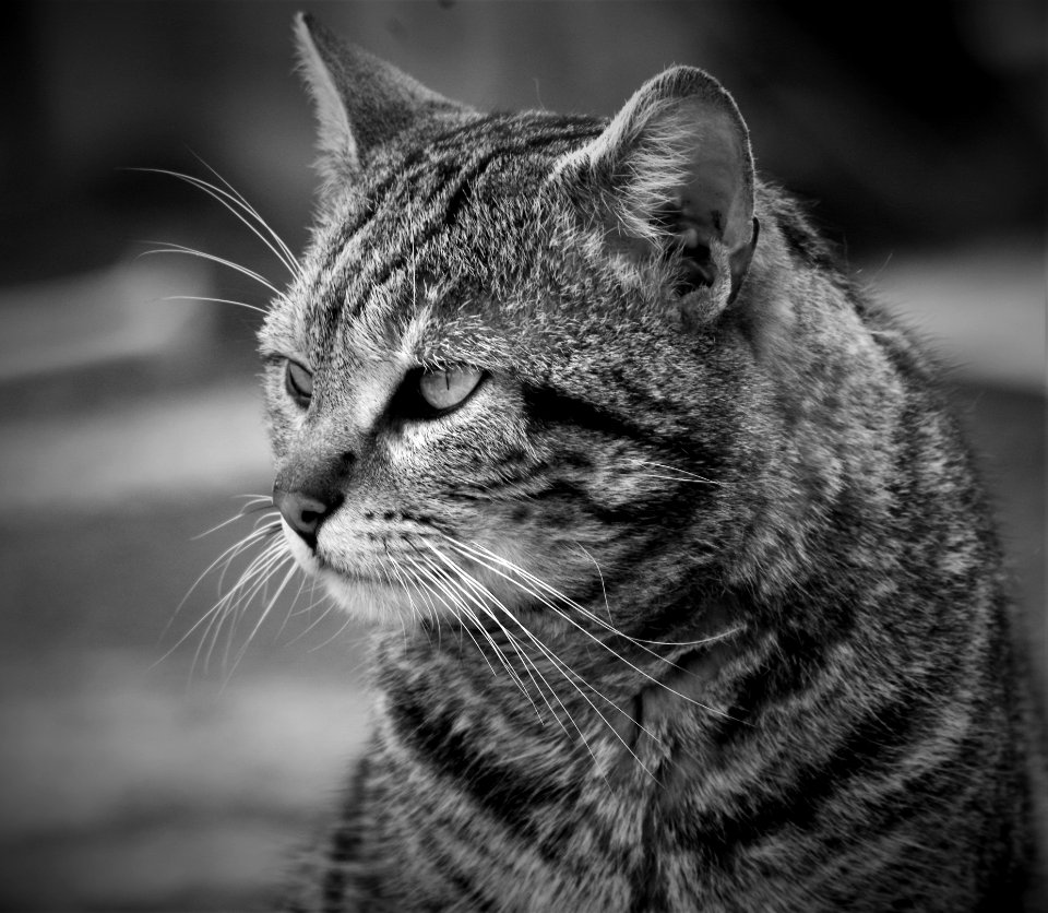 Cat Whiskers Black And White Mammal