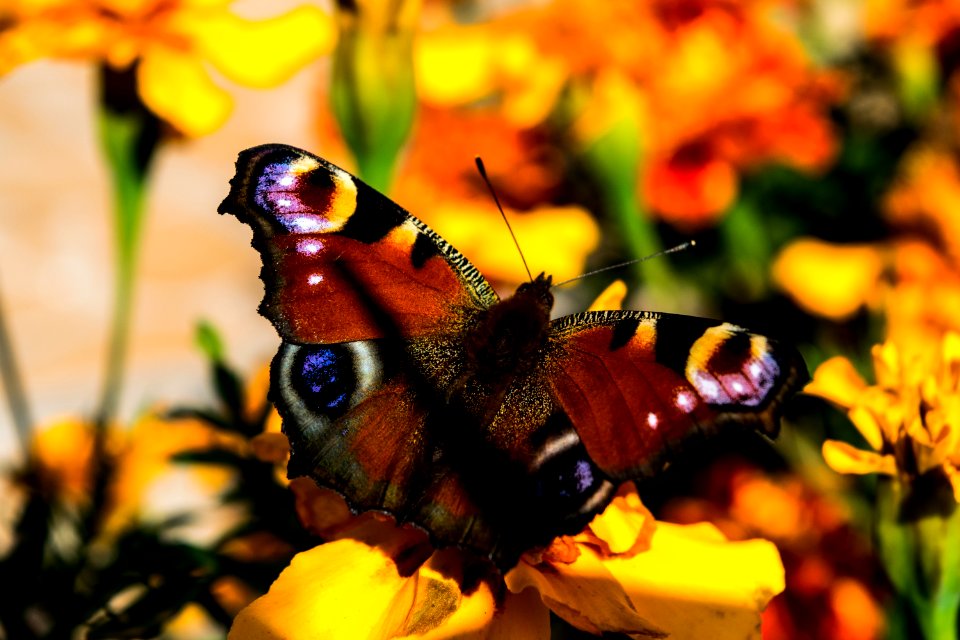 Butterfly Insect Moths And Butterflies Brush Footed Butterfly