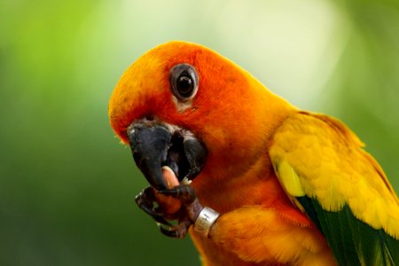 Bird Beak Parrot Fauna photo