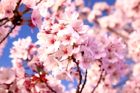 Blossom Pink Flower Cherry Blossom photo