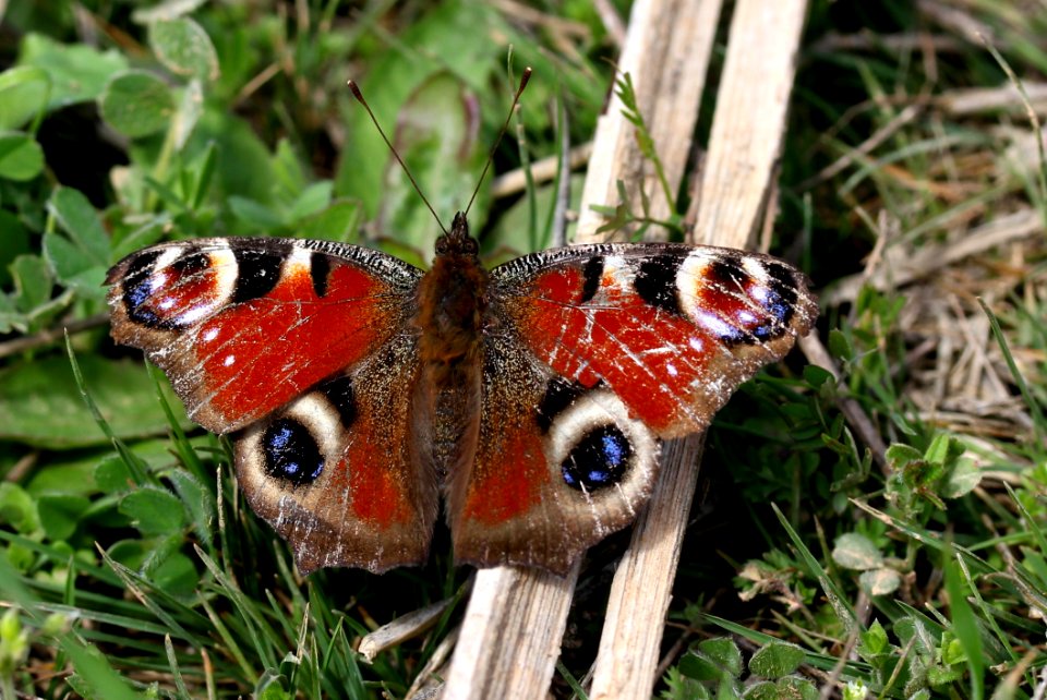 Butterfly Moths And Butterflies Insect Invertebrate