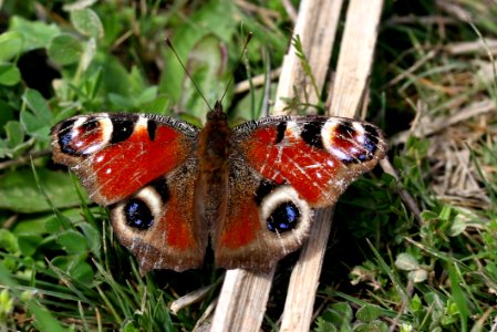 Butterfly Moths And Butterflies Insect Invertebrate photo