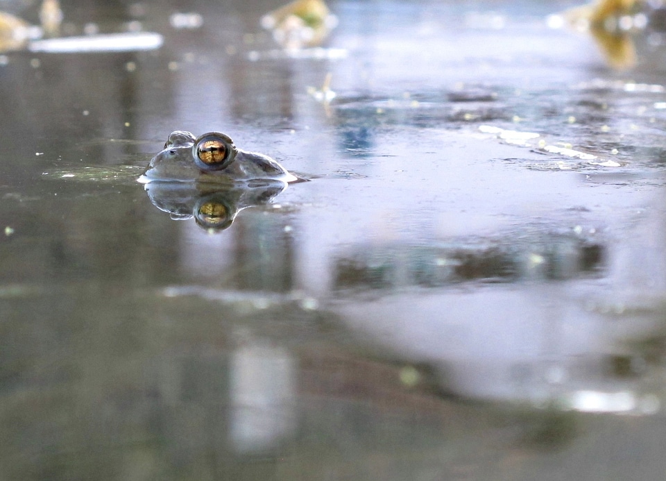 Water amphibian eyes