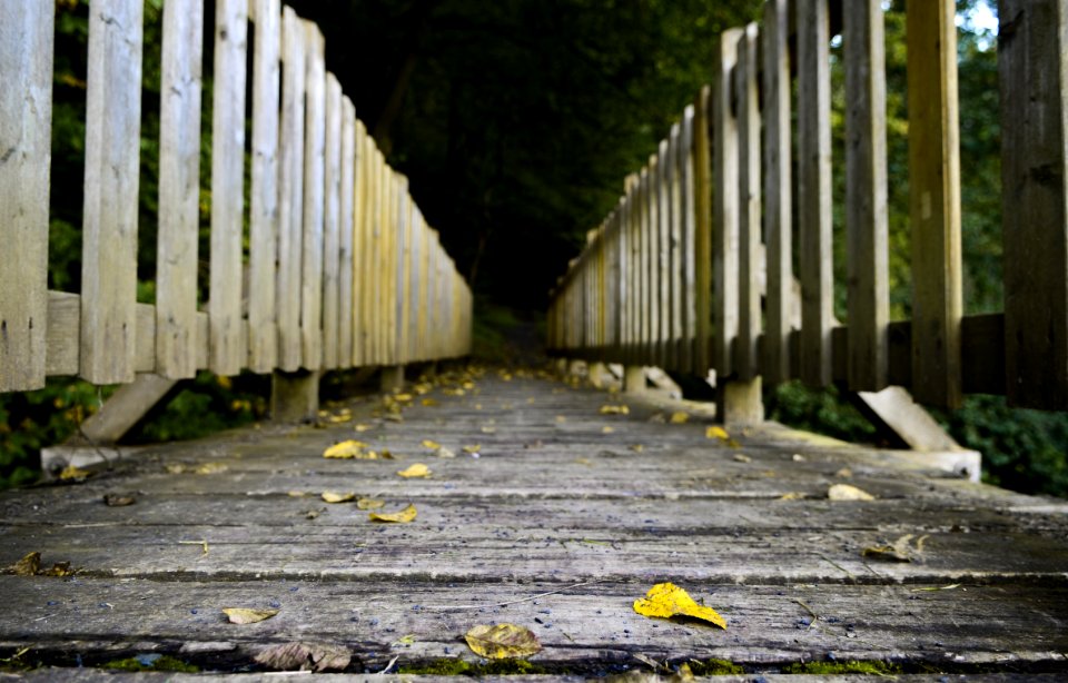 Yellow Walkway Path Tree
