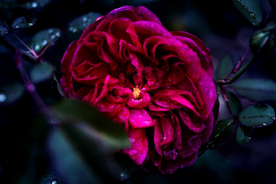 Shallow Focus Photography Of Pink Flower photo