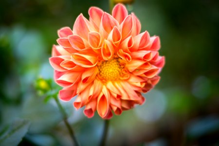 Selective Focal Photo Of Pink Cluster-petaled Flower