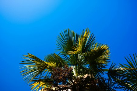 Low Angle Photography Of Palm Leaves photo