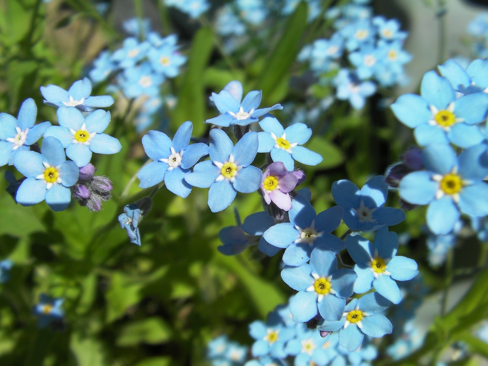 Blue blue stickseed hackelia micrantha