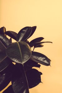 Closeup Photo Of Rubber Plant