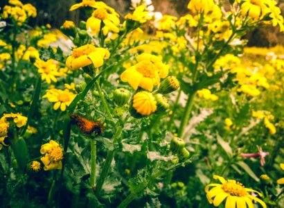 Yellow Petaled Flowers photo