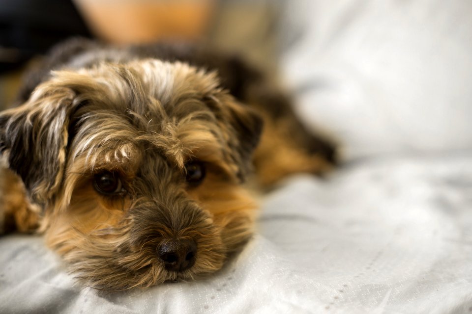 Selective Focus Photo Of Long-coated Brown Puppy