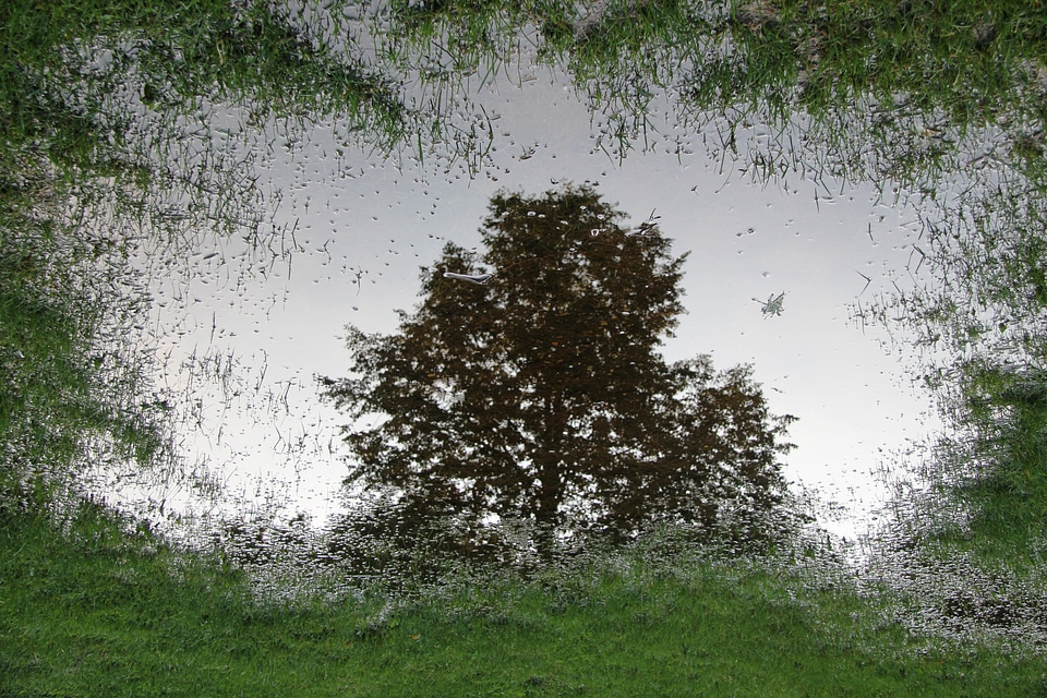 Tree meadow landscape