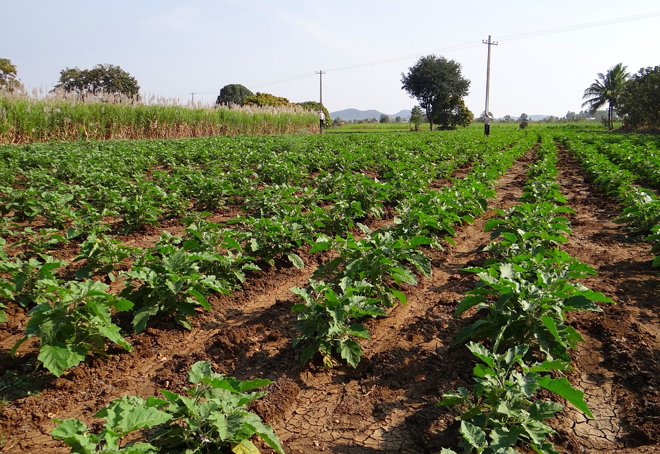 Field agriculture agricultural