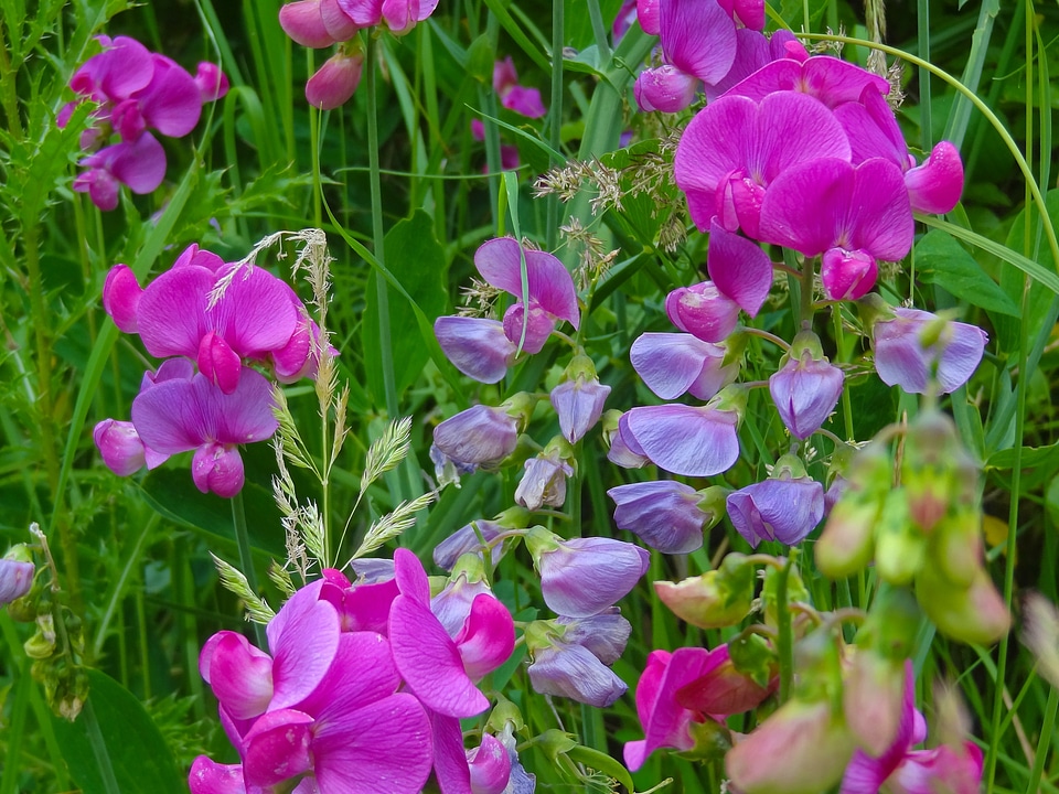 Purple blossom bloom photo