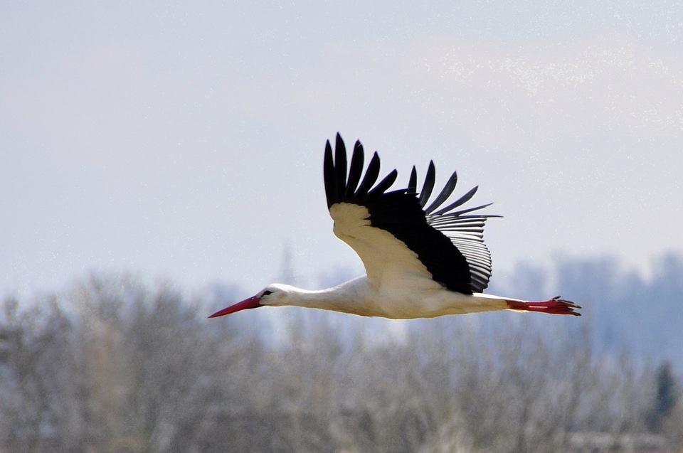Birds animals flying