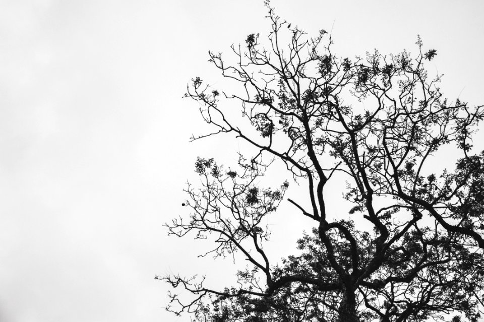 Silhouette Photo Of Withered Tree