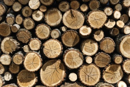 Photography Of Woodpile photo