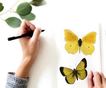Photo Of A Person Drawing A Butterfly